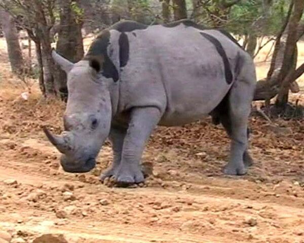 Охранники носорогов убивают животных ради денег