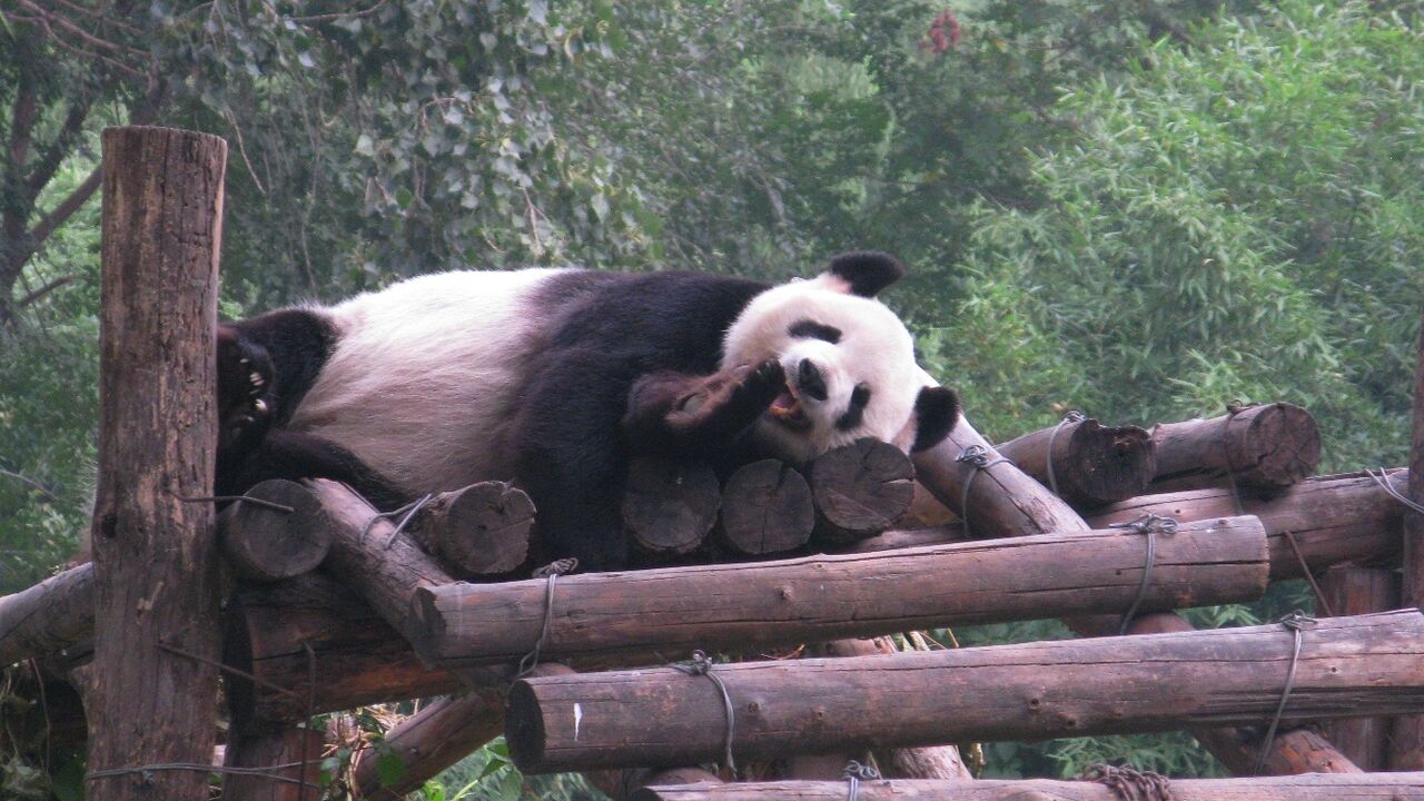 Панду катюшу заберут в китай. Панда в Китае. Китайская Панда в Америке. Панд. Панда дружбы.