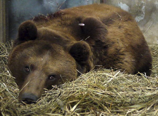Ветеринары Берна борются за жизнь раненного полицейским медведя