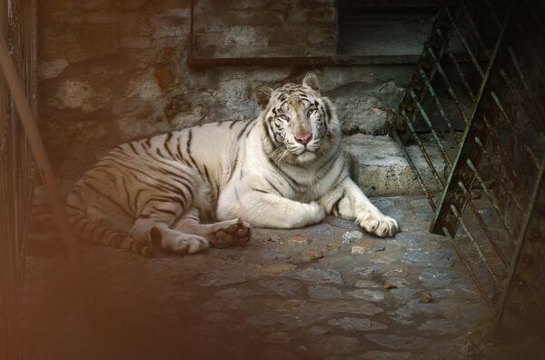 Тигр в зоопарке в Белграде