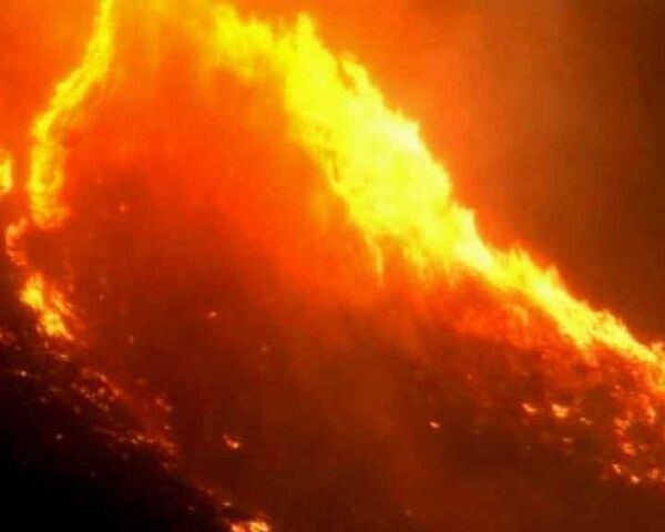 Лесные пожары уничтожают все живое на юге США 