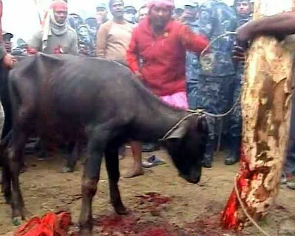 Жестокость или дань традиции: индусы принесли в жертву 200 тысяч животных  
