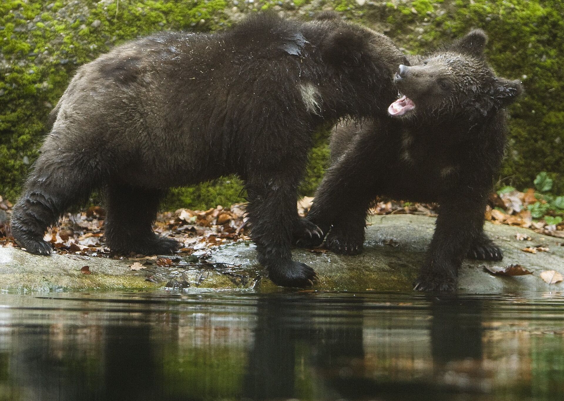 Wife bear. Швейцарский медведь. Медведь в Швейцарии. Мишки Швейцария. Передача по медвежат.