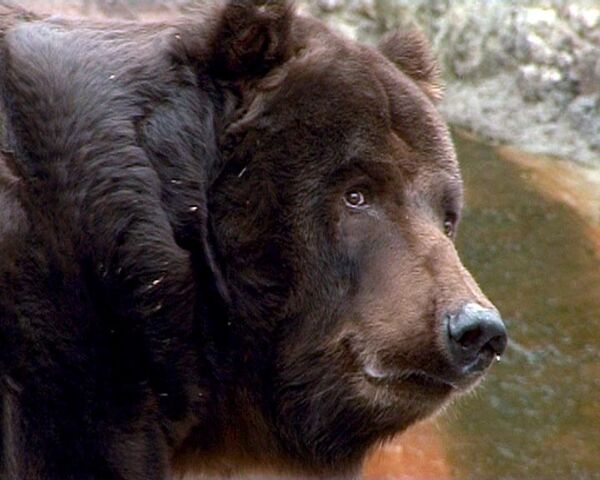 Нет снега - нет сна: медведи московского зоопарка мучаются бессонницей