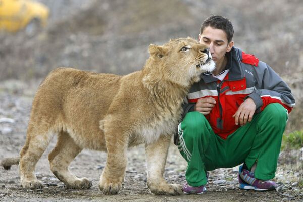 Лев Ричи и его хозяин Lucian Craita, передавший льва международному фонду прав животных