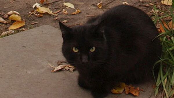 Черный кот. Архив