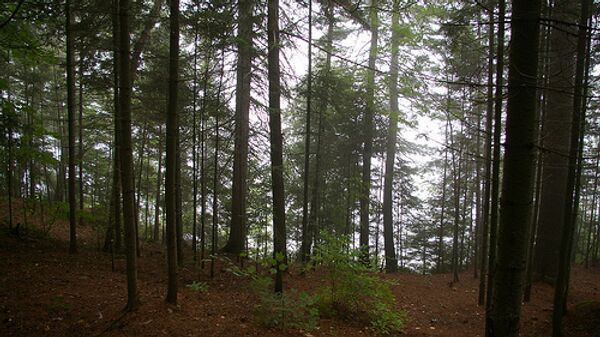 Лес в Канаде. Архивное фото