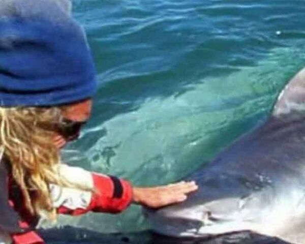 Ручные акулы: австралиец играет с хищными рыбами как с дельфинами