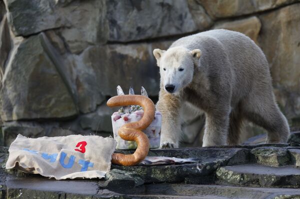 Знаменитому белому медведю Кнуту из Берлинского зоопарка исполнилось три года