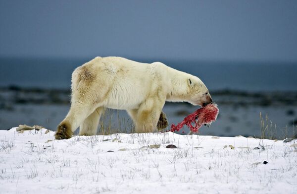 Потепление климата толкает белых медведей к каннибализму