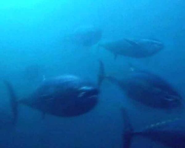 Японцы нашли способ спасти исчезающего голубого тунца