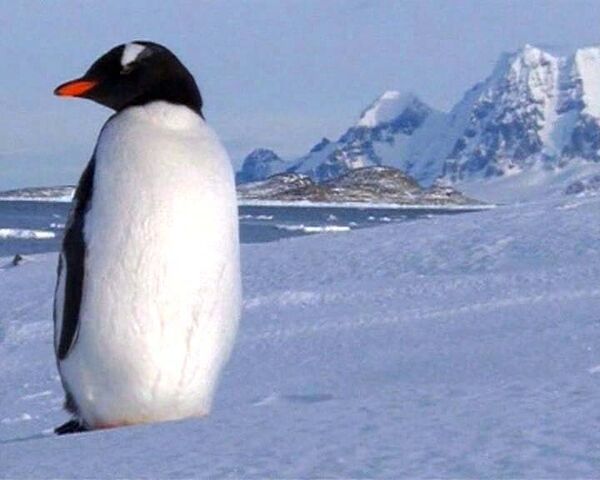 Страусы вместо пингвинов, жирафы вместо тюленей – будущее Антарктики