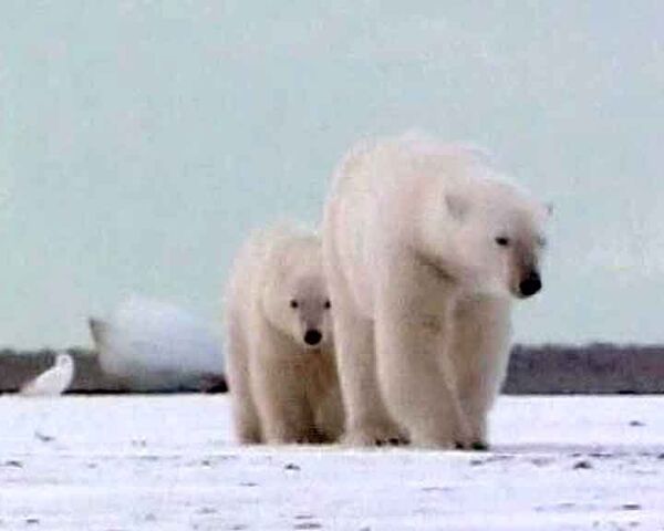 Глобальное потепление оставило белых медведей без жилья и еды