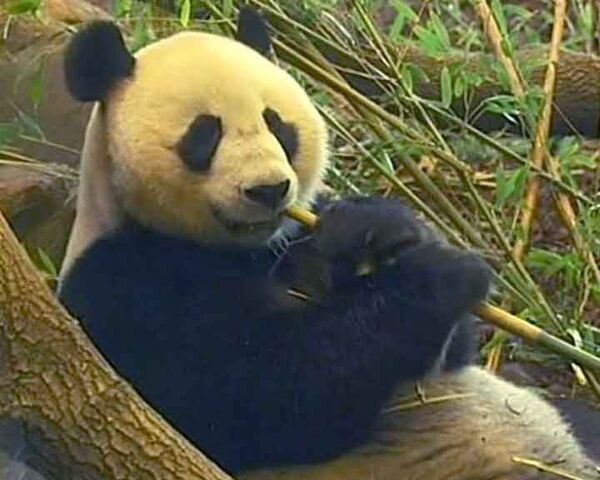 Китайским пандам желают попасть в сети любви и принести потомство