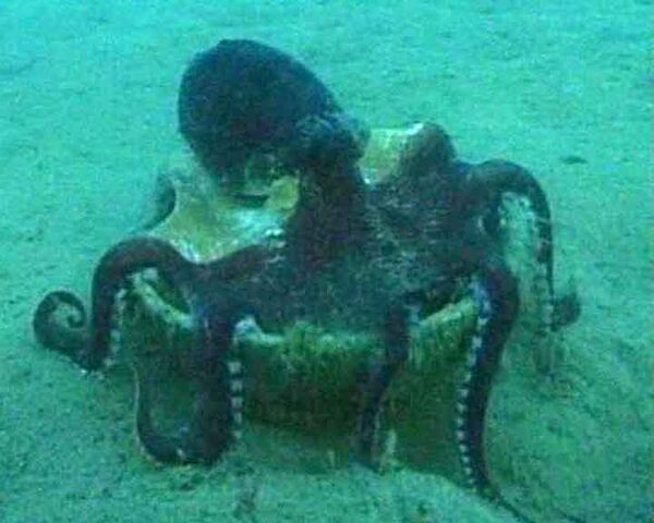 Подводные развлечения: осьминоги катаются на ореховой скорлупе