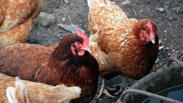 Курица в Калининградской области начала нести зеленые яйца