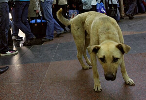 Сильные морозы загнали московских бродячих собак под землю