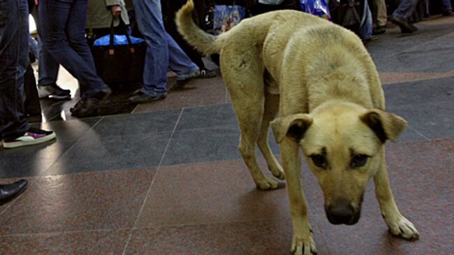Бездомная собака в метро 
