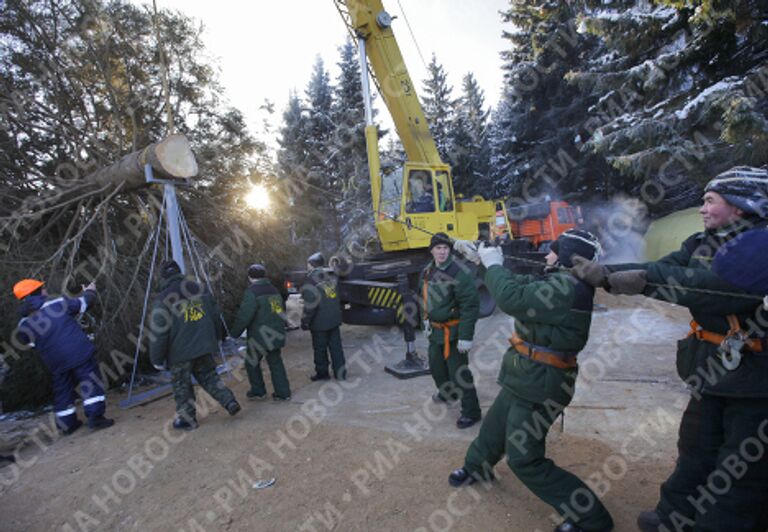 Главная новогодняя ель России спилена на территории лесничества в Московской области