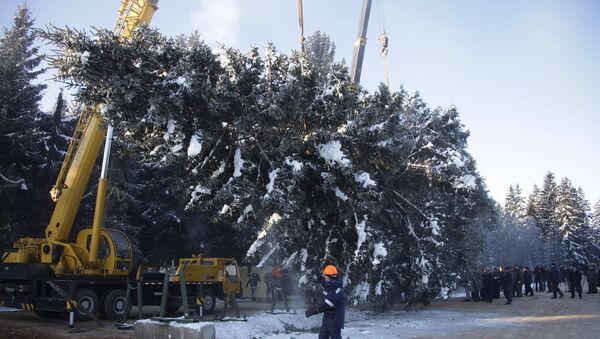 Главная новогодняя ель России спилена на территории лесничества в Московской области