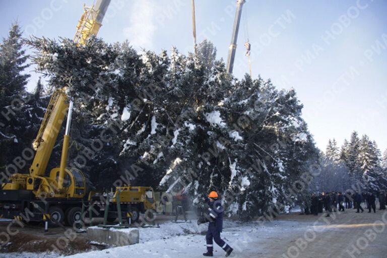 Главная новогодняя ель России спилена на территории лесничества в Московской области