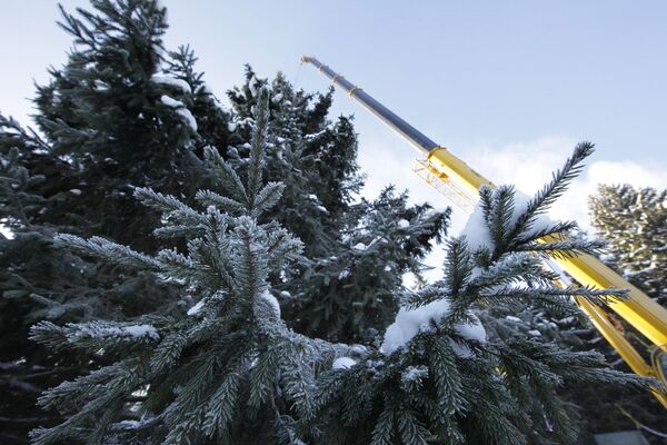 Главная новогодняя ель России на территории лесничества в Московской области