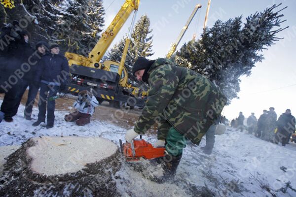 Главная новогодняя ель России спилена на территории лесничества в Московской области