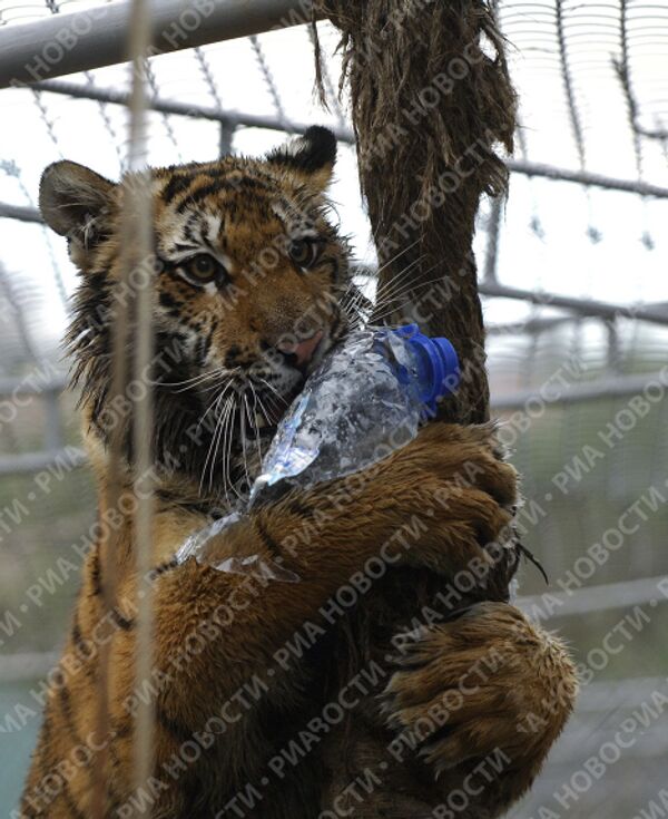 Тигрица Маша, подаренная в прошлом году Владимиру Путину на День рождения