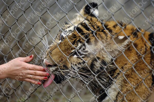 Тигрица Маша, подаренная в прошлом году Владимиру Путину на День рождения