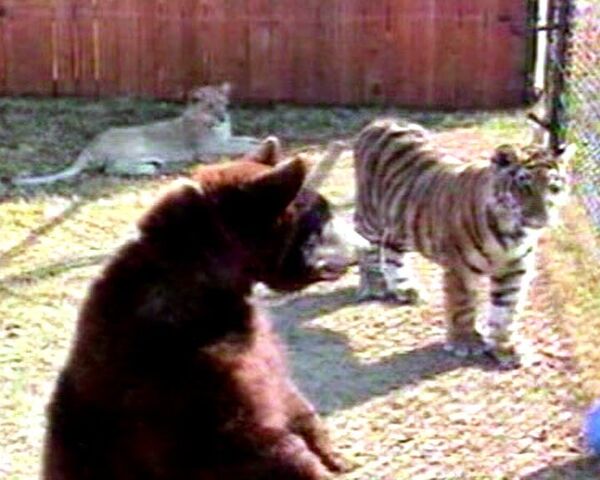 Неразлучные друзья - лев Лео, тигр Шер Хан и медведь Балу