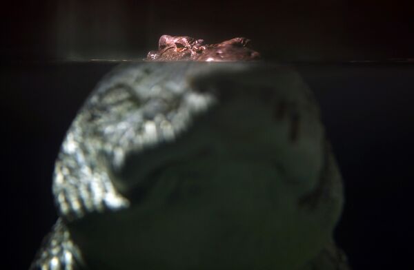Крокодил в сиднейском аквариуме