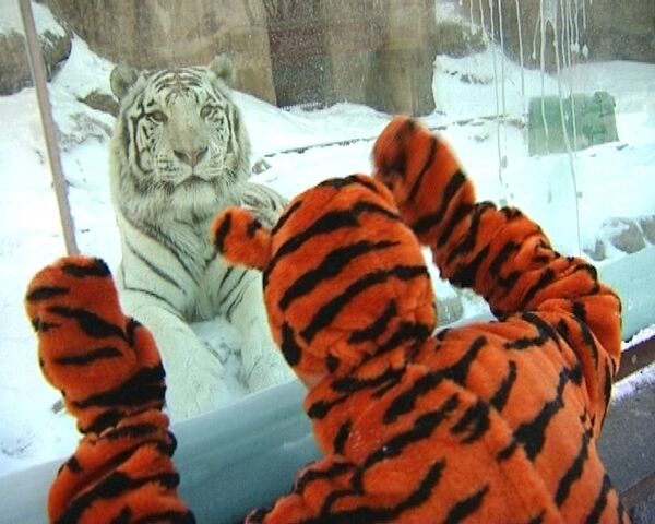 Человекотигр обнаружен в Московском зоопарке 