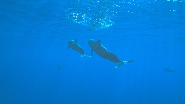 Черные дельфины