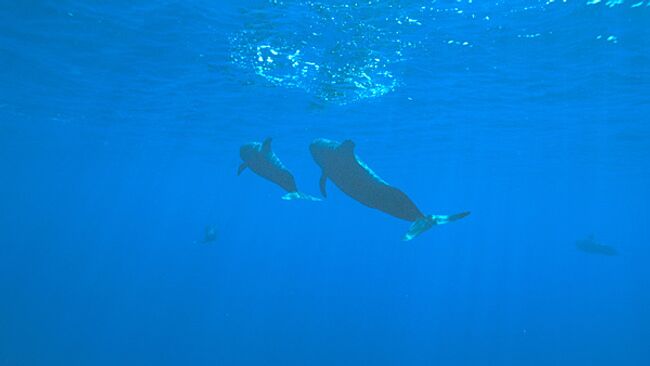 Более 120 дельфинов погибли за выходные у побережья Новой Зеландии