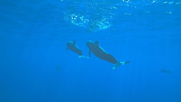 Черные дельфины