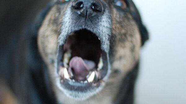 Более 80 собак отправлено на карантин по бешенству в Москве