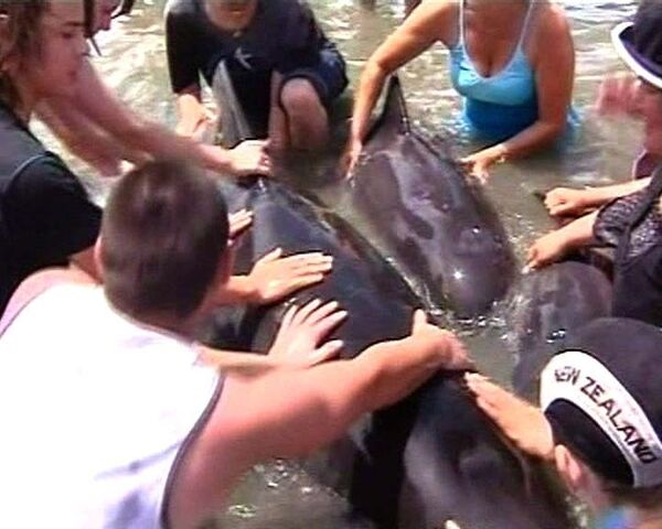 Более ста черных дельфинов выбросились на берега Новой Зеландии