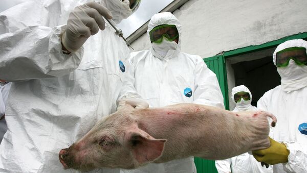 Учения по профилактике свиного гриппа прошли на свиноводческом комплексе в Татарстане