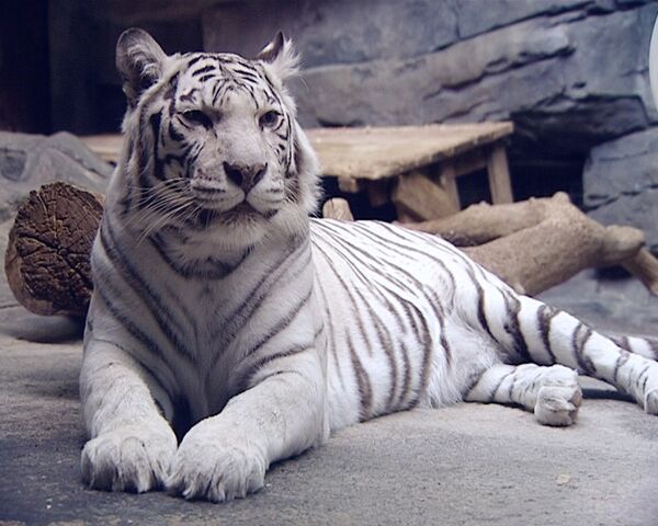 Белые тигры: особенности характеров и семейных отношений 