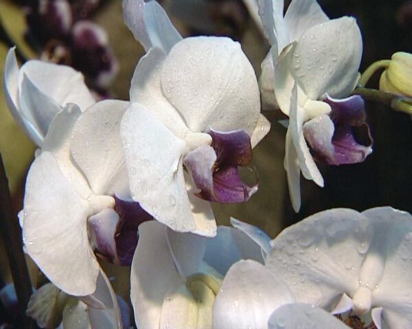 Орхидея: как вырастить капризный цветок среди зимы 