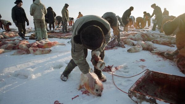 Охота на  детенышей тюленей. Архивное фото