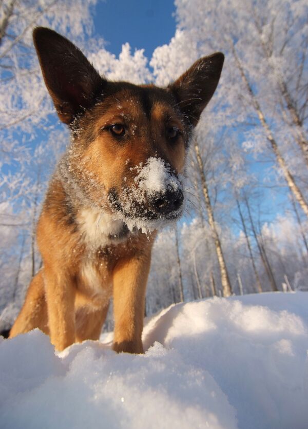 Собака в снегу. Архив
