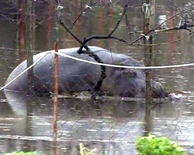 Мужчина обнаружил двухтонного бегемота в собственном огороде 