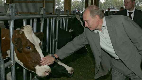 Президент России Владимир Путин во время посещения молочной фермы. Архив