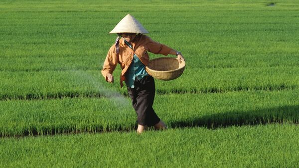 Рисовые поля в Центральном Вьетнаме. Архив