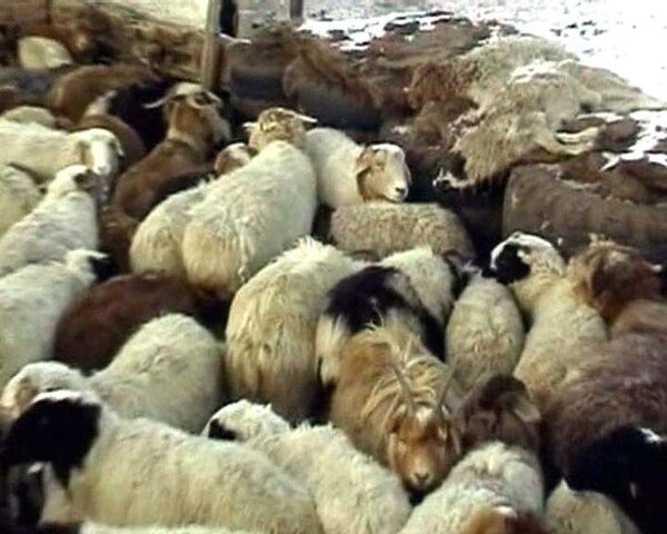Сотни тысяч животных гибнут от небывалых морозов в Китае
