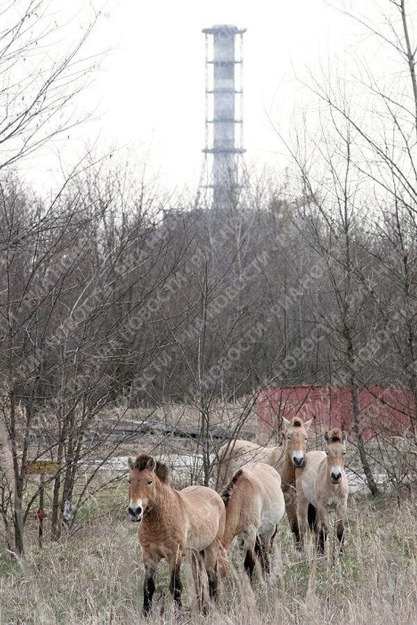 Чернобыль наших дней: зона отчуждения вокруг АЭС