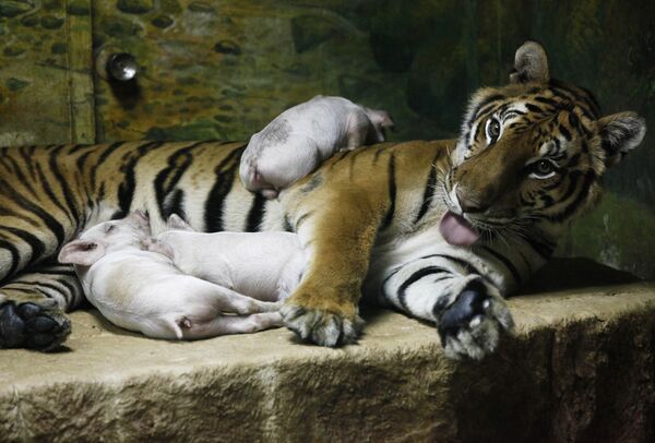 Тигрица в зоопарке Таиланда 