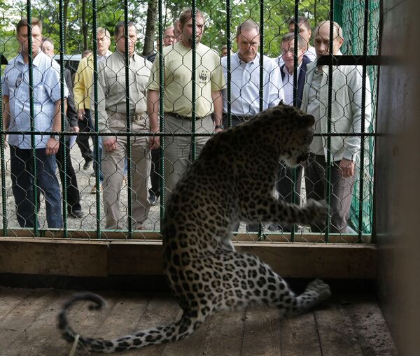 Премьер-министр России в сентябре 2009 года выпустил из клеток в вольеры двух переднеазиатских леопардов