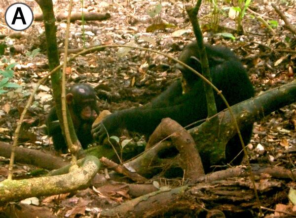 Самец шимпанзе делится орехами с приемной дочкой